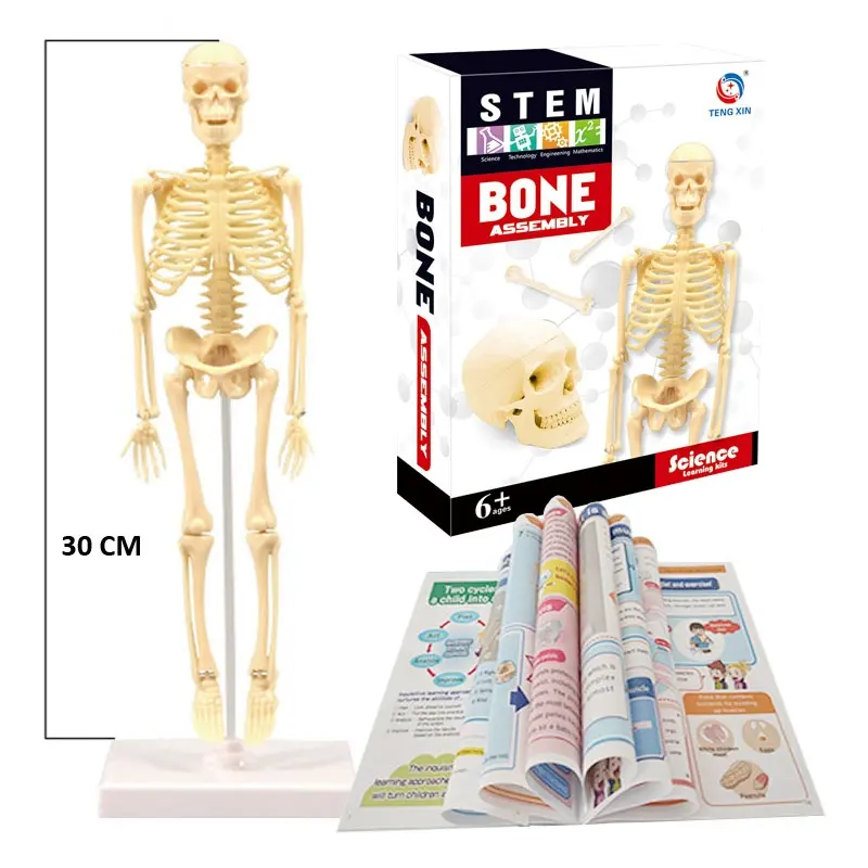 Mini human body learning 30cm anatomical skeleton model for school