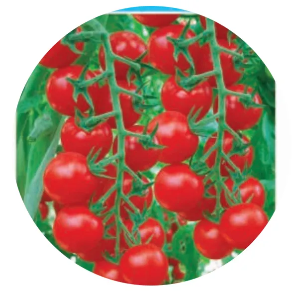 2021 High quality Chinese Fruit salad vegetable seeds F1 shengnv Red pearl tomato seeds Sold in bulk