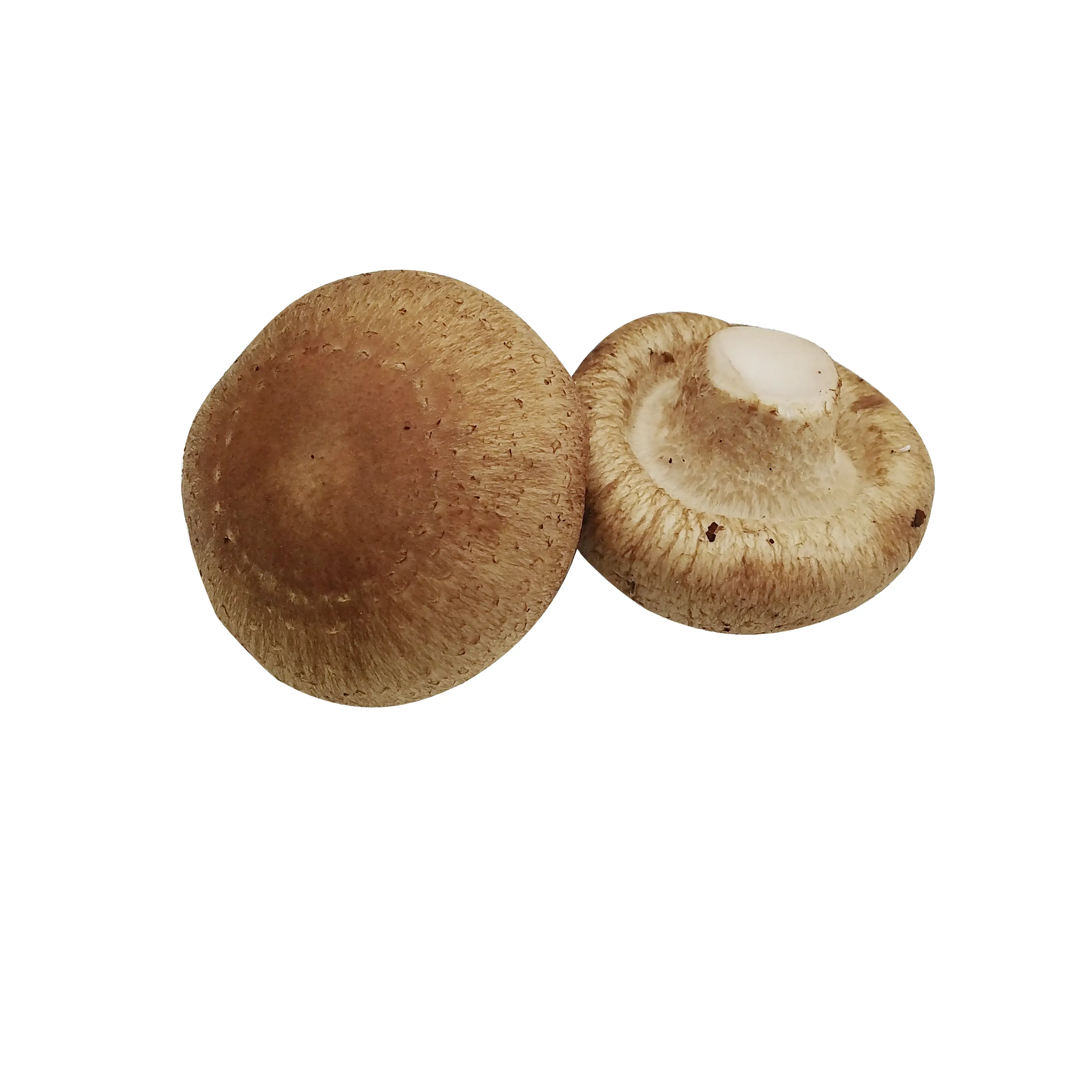 Export delicious shiitake mushrooms are cheap per ton