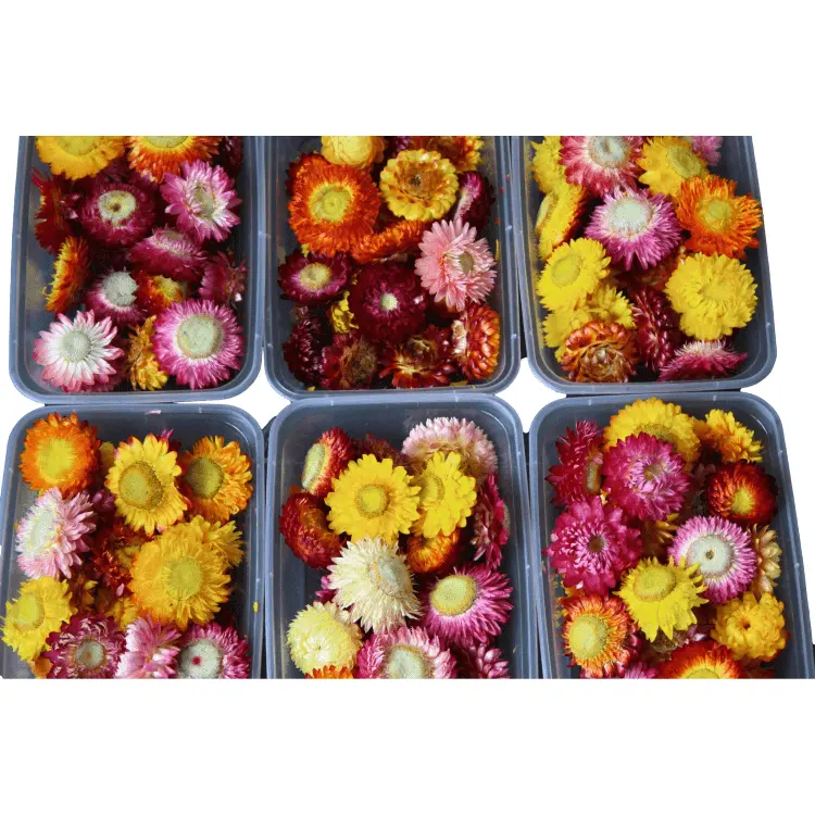 Natural dried Chrysanthemum Flower materials made of handicrafts