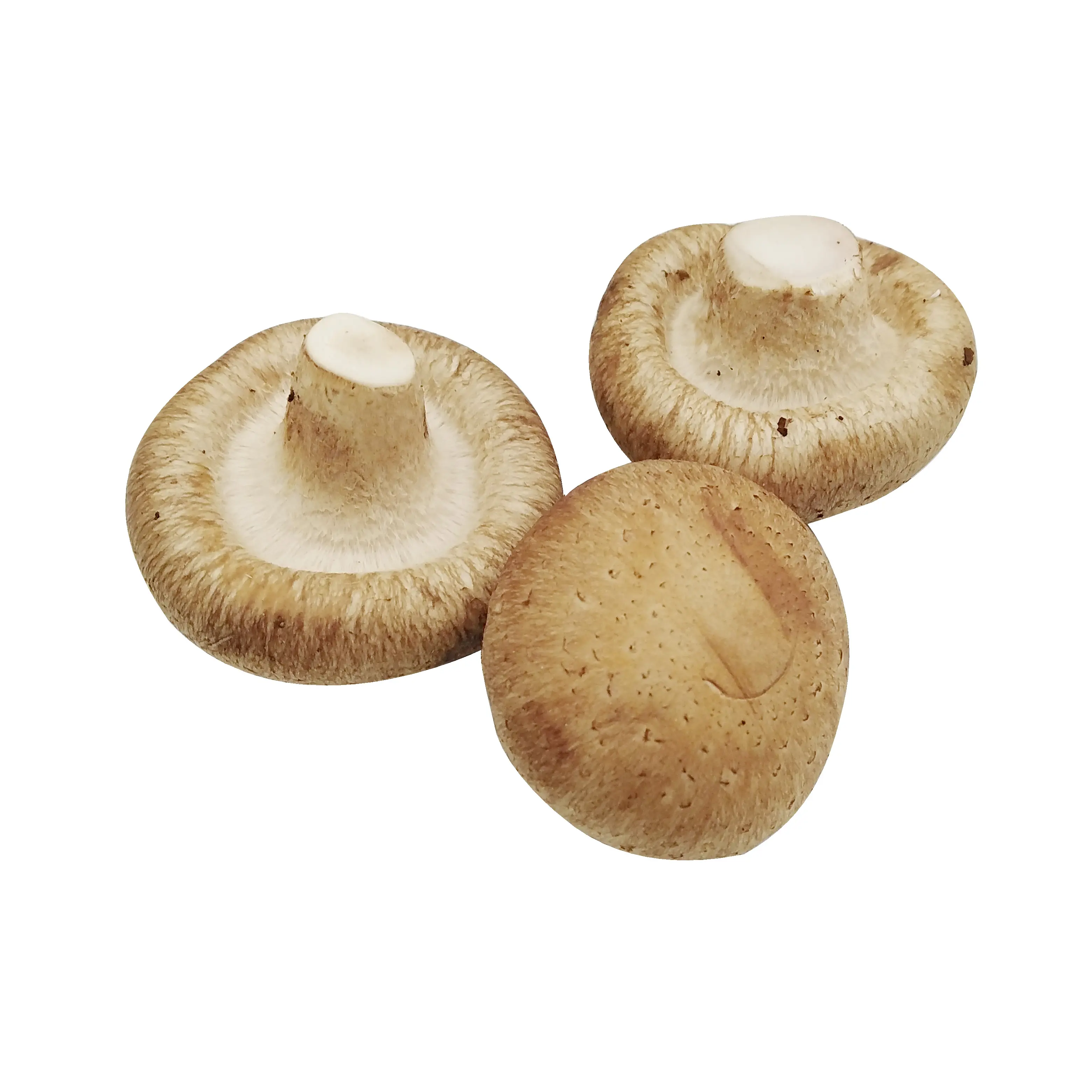 Цена искусственно выращенных свежих грибов шиитаке, цена