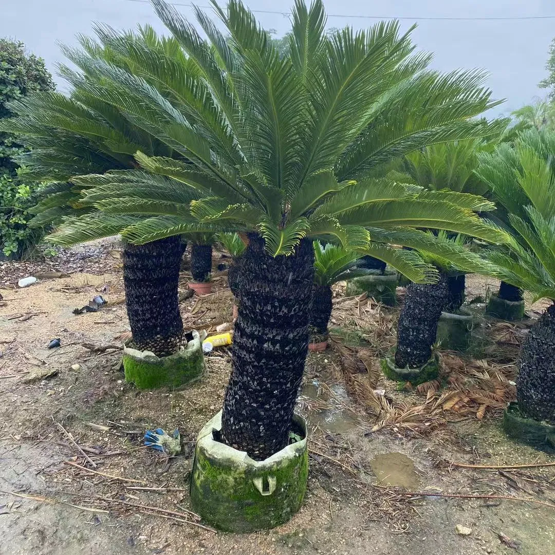 multiheads cycas,Cycas revoluta