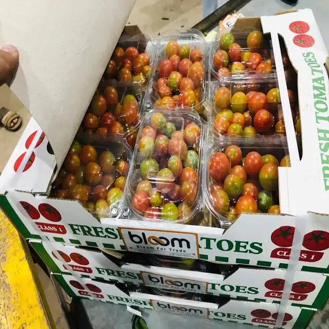 Quality Fresh Tomatoes Now Available for Export