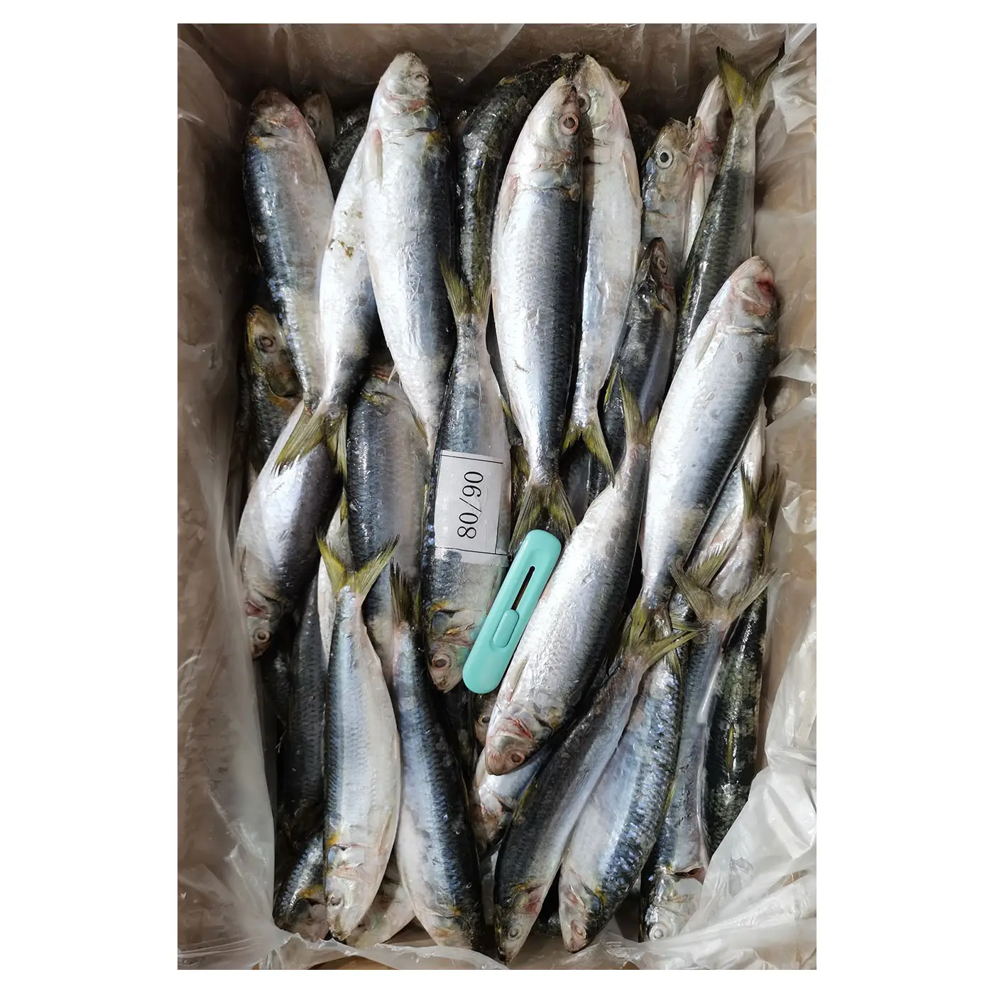 Хорошее качество оптовая продажа 80-90 шт замороженная рыба сардины морепродукты BQF замороженная свежая ЦЕЛАЯ РЫБА сардины в продаже