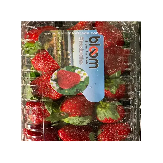 Wholesale Price Suppliers Agriculture Egyptian Fresh Strawberry