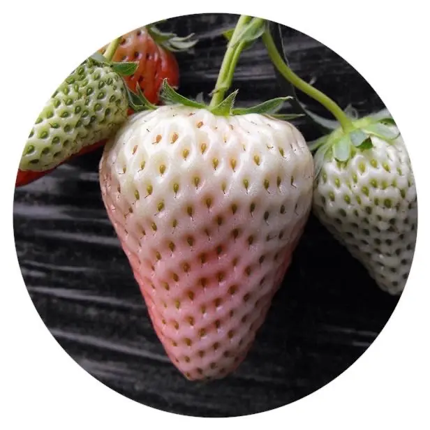 2021 Quality Tropical Fruit Bulk White Strawberry Seeds Planting