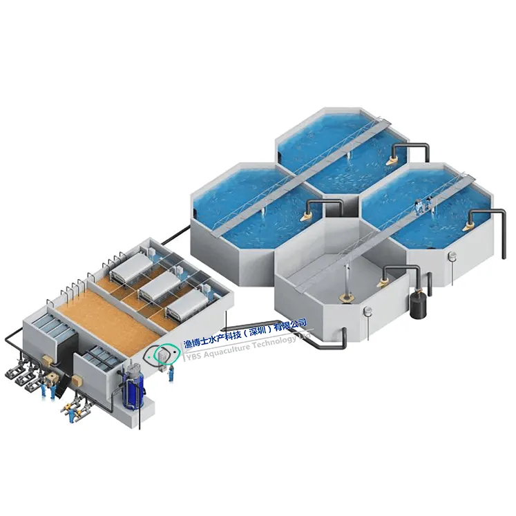 Recirculation Aquaculture Systems for shrimp increase productivity and profitability