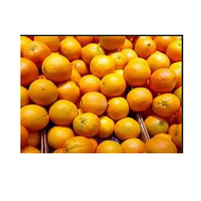 wholesale navel orange fruit fresh orange navel