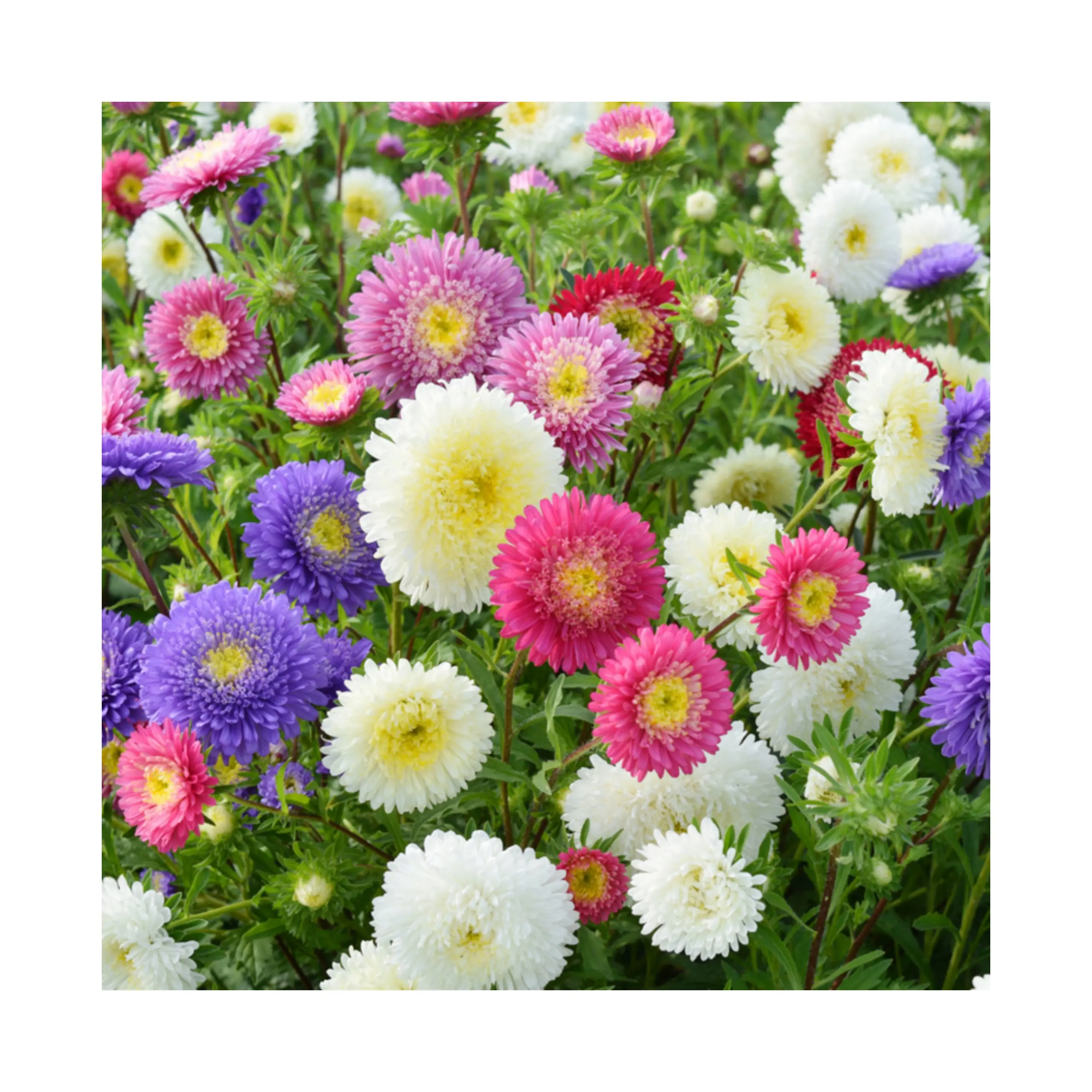 1000 Seeds 2020 Harvest Crown Mix China aster/ Callistephus chinensis Seeds