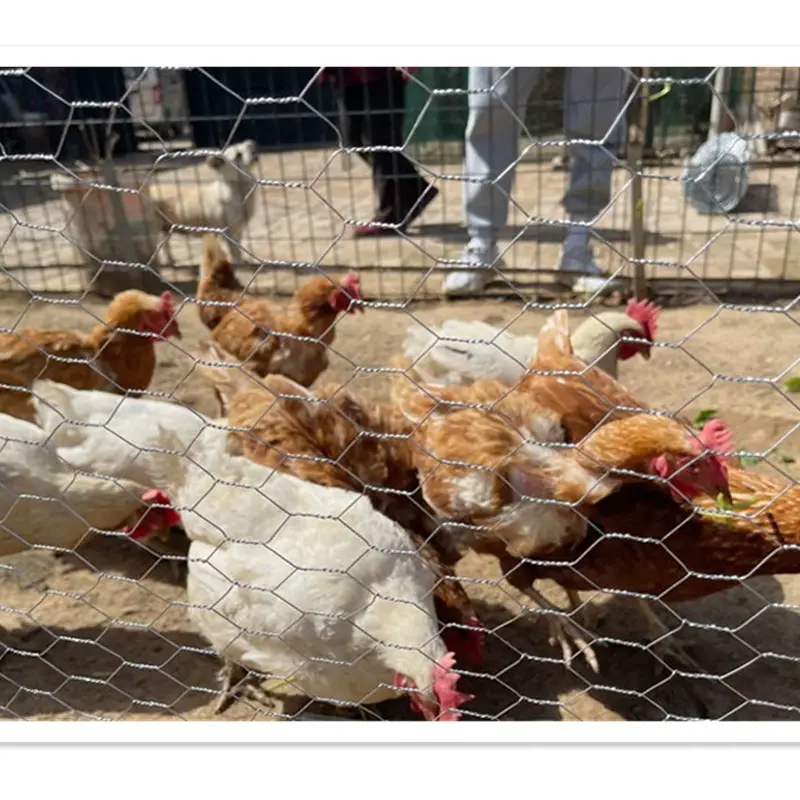 PVC Galvanized poultry farms fence/hexagonal wire netting/chicken wire mesh