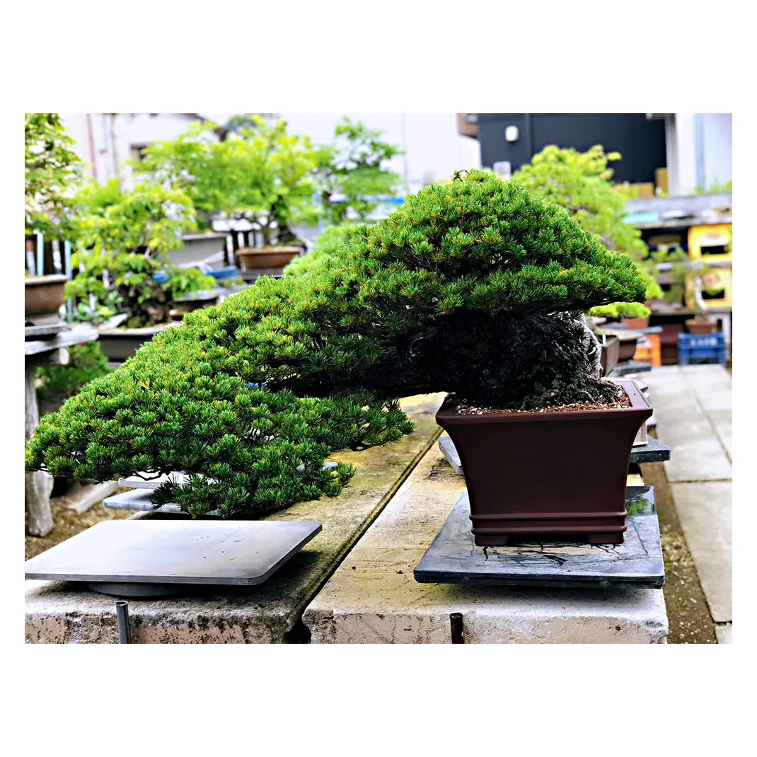Японские сосновые растения бонсай, натуральные, легко растут, даже для начинающих