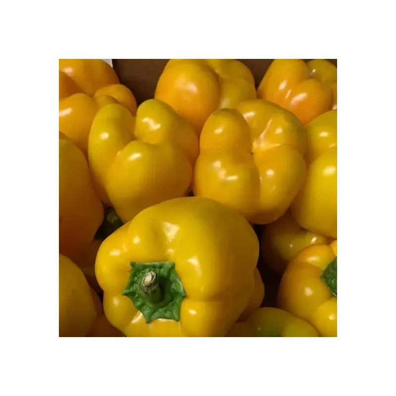 Hot Sale High Quality Price Packaging Export Green Red Yellow Sweet Pepper