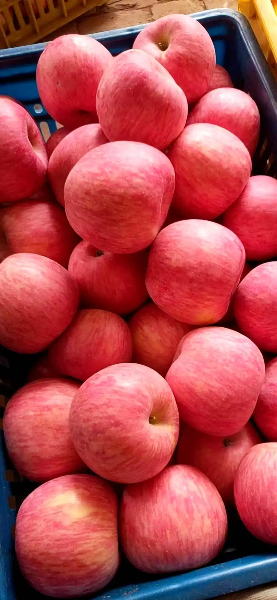 The New Crisp And Sweet Red Fuji Apple From Baishui Shaanxi