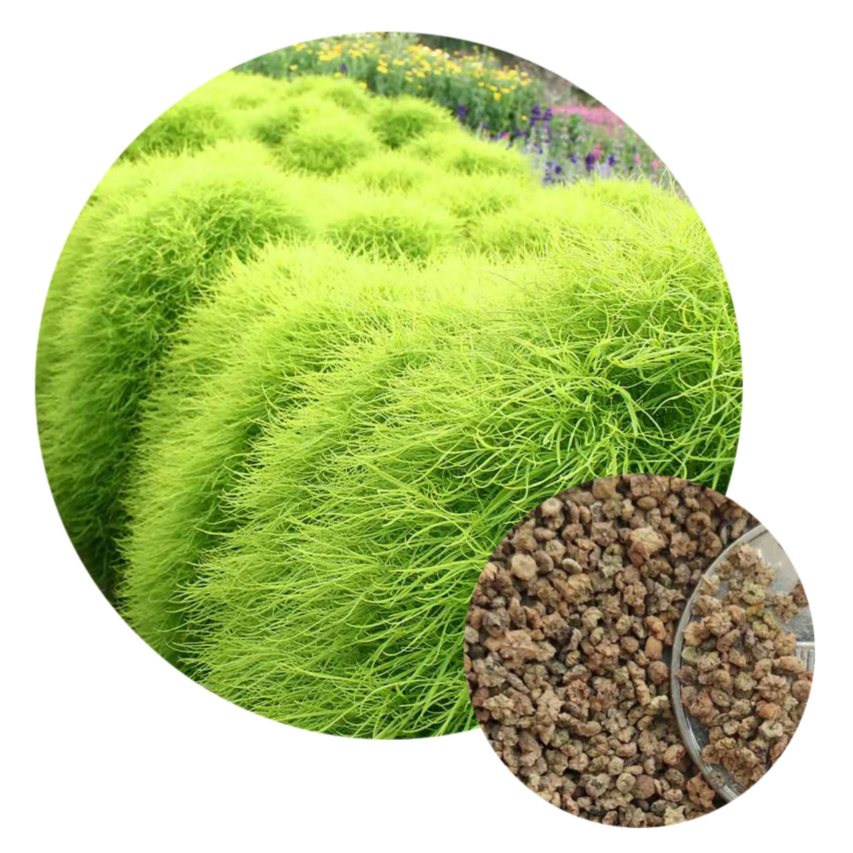 100 Seeds 2020 Harvest Kochia/ Bassia scoparia Seeds