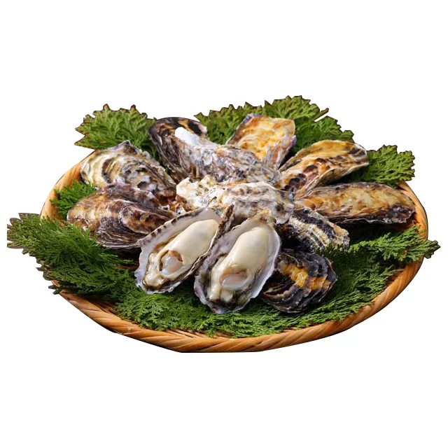 Japan sushi seafood supplier frozen oysters for sale with good price