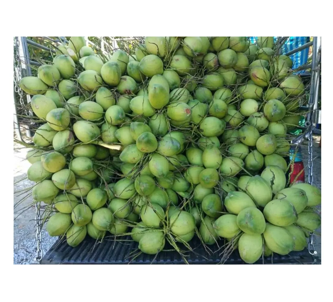 Fresh Young Coconuts From Thailand Sweet Water Coconut With Reasonable Price