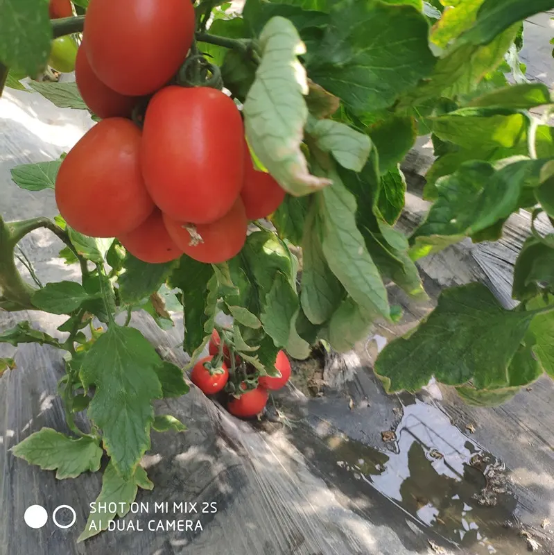 Roman F1 hybrid tomato seeds strong antivirus red mature vegetable seeds