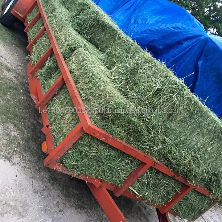 Natural Cattle Alfalfa Hay and Alfalfa Pellet Feed For Sale