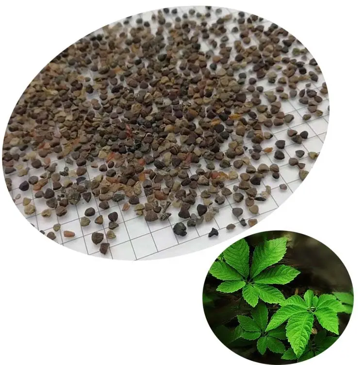 Natural Chinese Medicinal Herb Five Leaf jiao gu lan Gynostemma Seeds