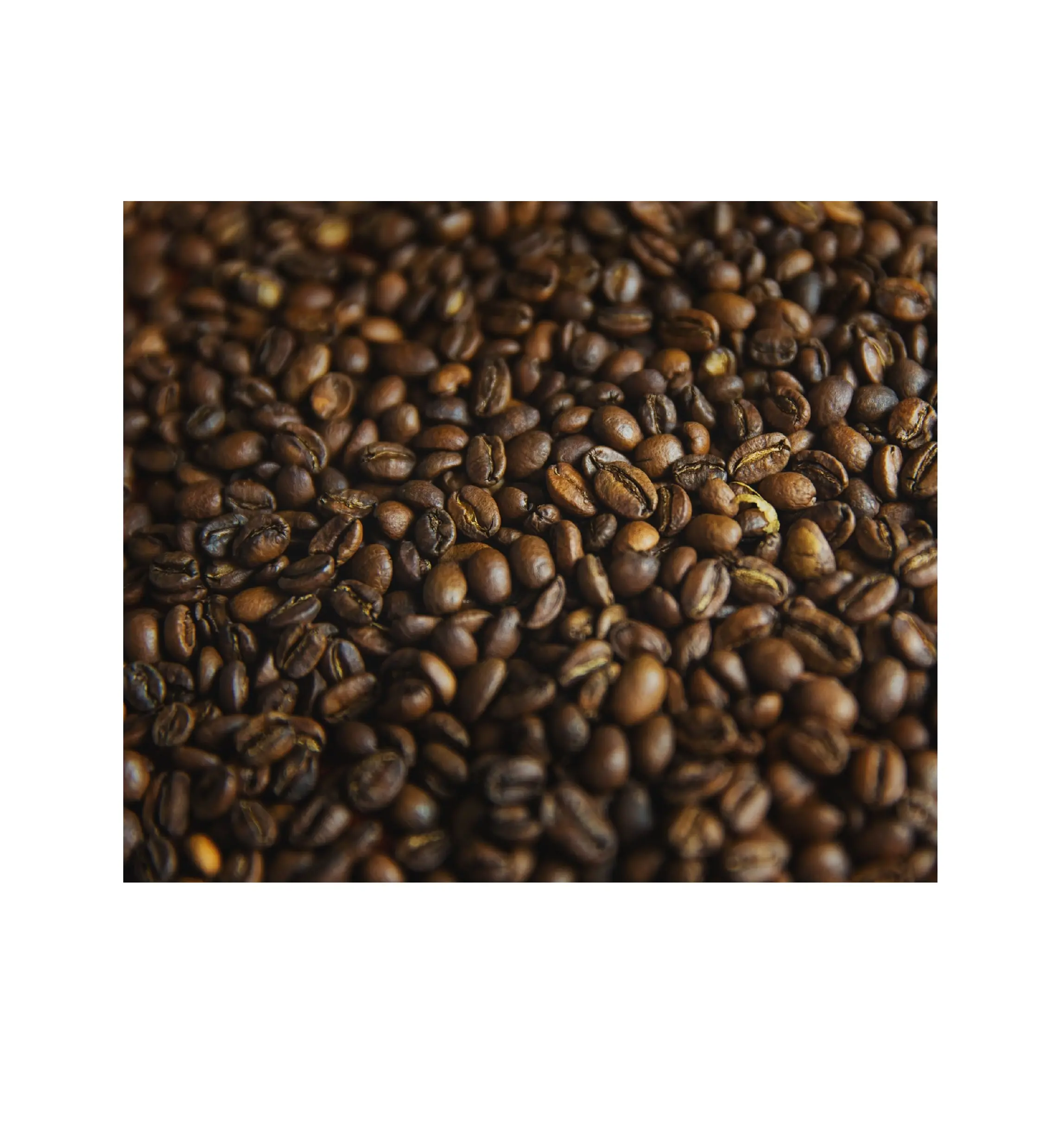 Wholesale Premium High Quality Raw Coffee Beans Directly from The Farm Grade 100% Arabic Green Coffee Beans