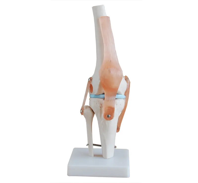 HOT SALES Natural size knee joint model,knee skeleton model,plastic knee flexionator