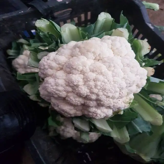 Fresh egyptian Cauliflower