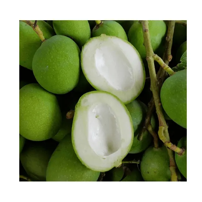 Globally selling Low Market Prices Fresh Green Sour Light Small Mango Fruit