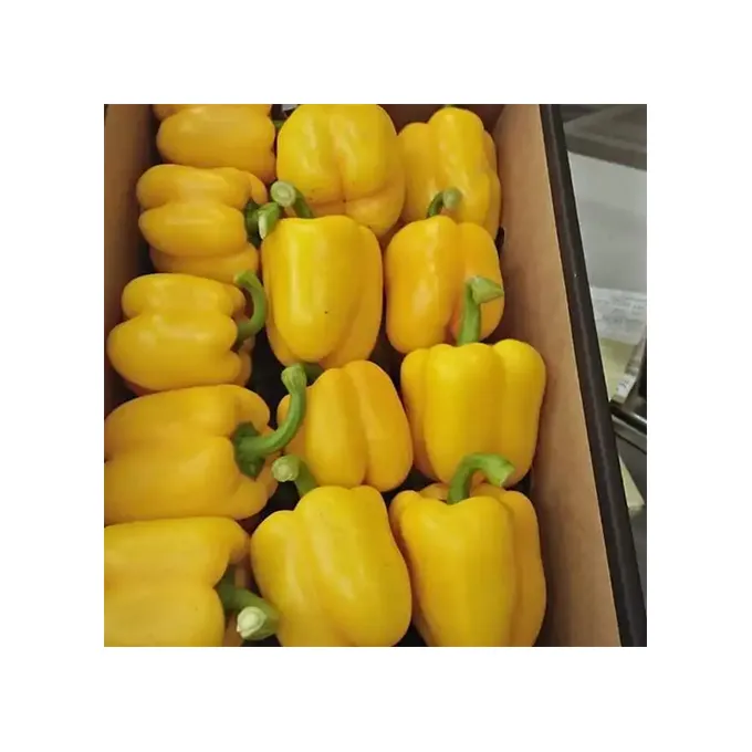 Wholesale Fresh Capsicum Quality Fresh Capsicum Bell Peppers Capsicum