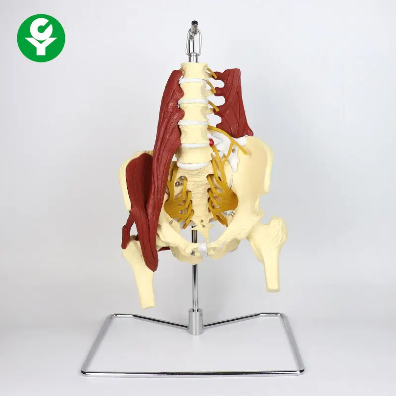 Lumbar spine bone model bone model muscle model luxury suspension type