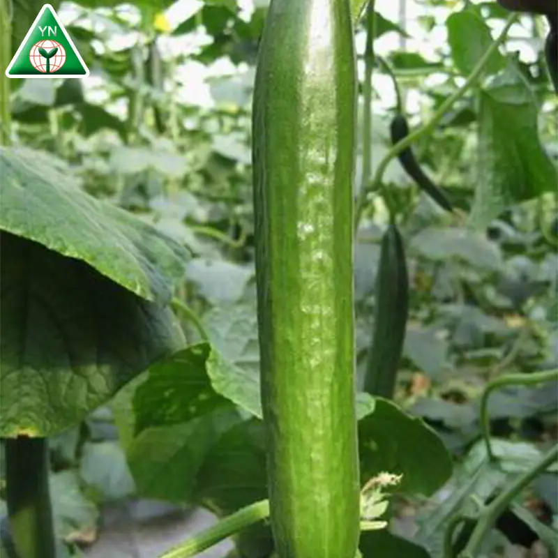 F1 Hybrid Smooth Parthenocarpy Cucumber Seeds For Greenhouse MALOENE F1