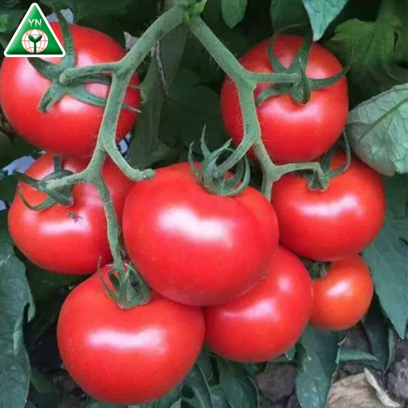 Top Grade Greenhouse Best Exporter Of Big Fruit Tomato Seed LOREAL F1