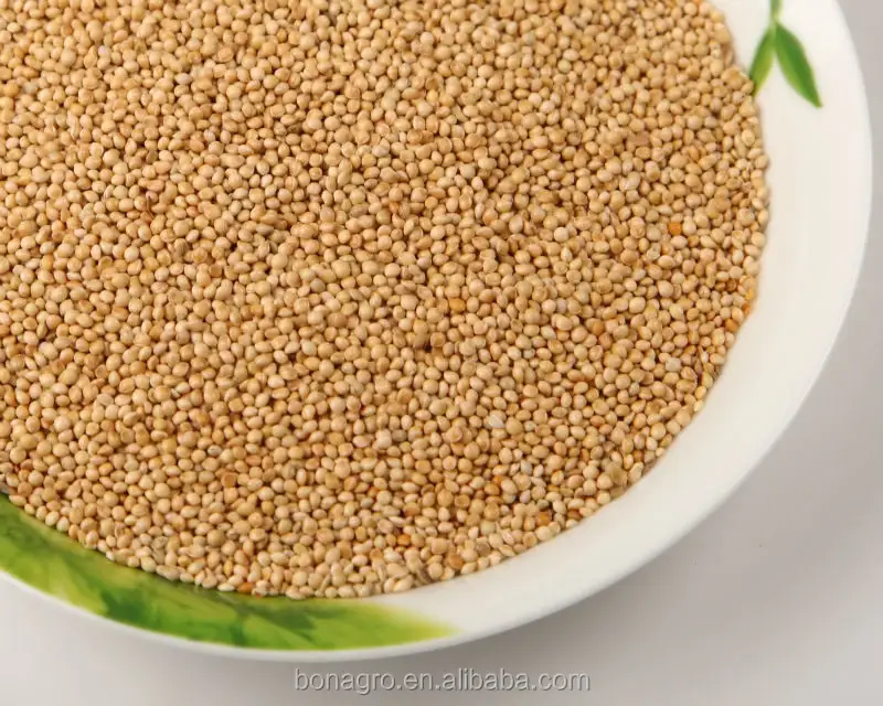 white broomcorn millet for birds food