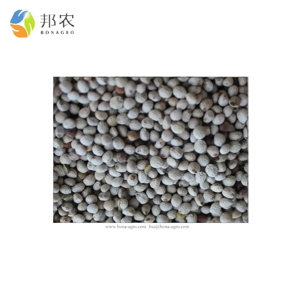 Wholesale Natural White perilla seed for Oil