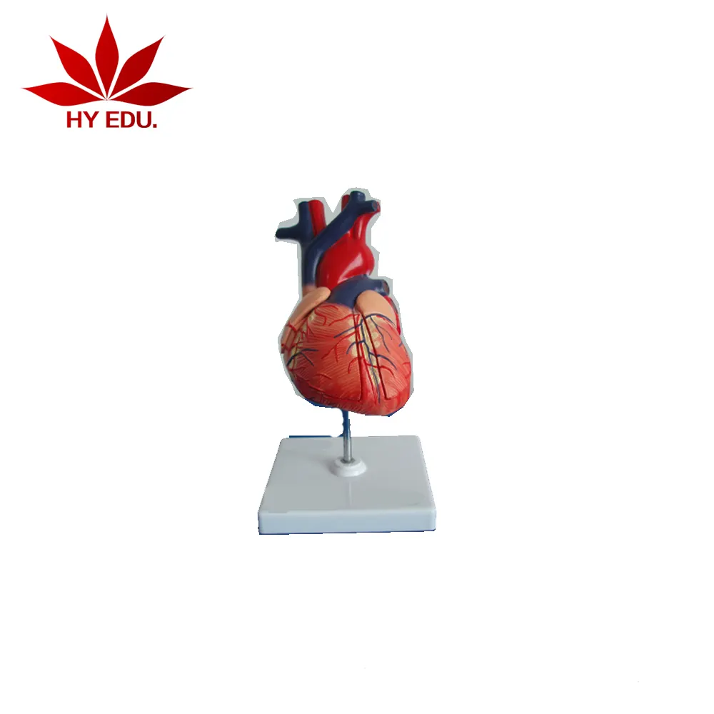 Best selling human enlarged heart model for medecal teaching