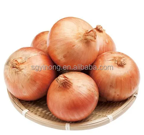 yellow hybrid f1 onion seeds