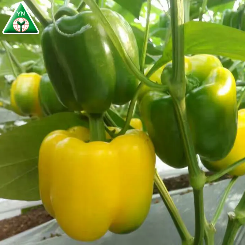 Green / red / yellow / purple / white hybrid chinese pepper vegetable seeds