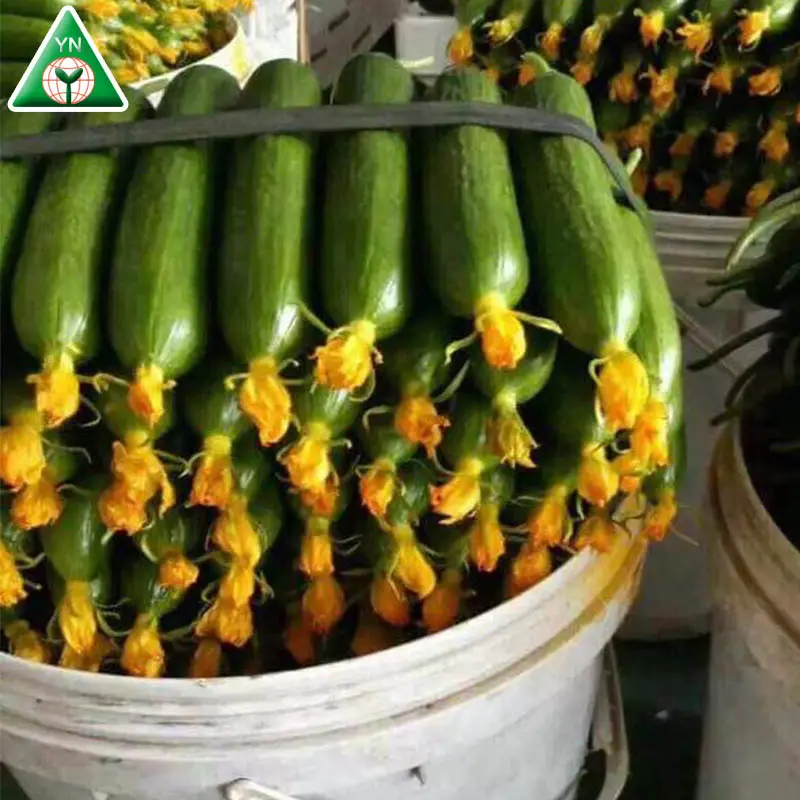 Hybrid Cucumber Seeds MALOENE F1