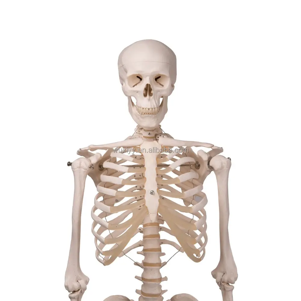 168 CM HUMAN SKELETON MODEL WITH PAINTED SKULL