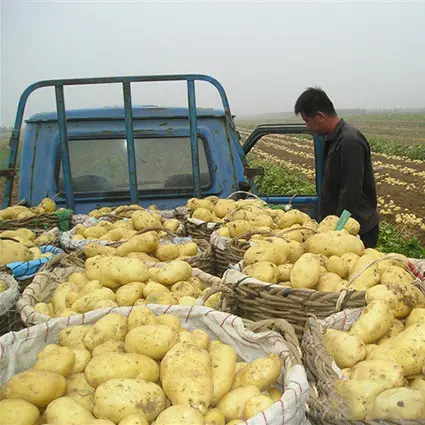 Новейший Урожай Картофеля из Голландии на экспорт