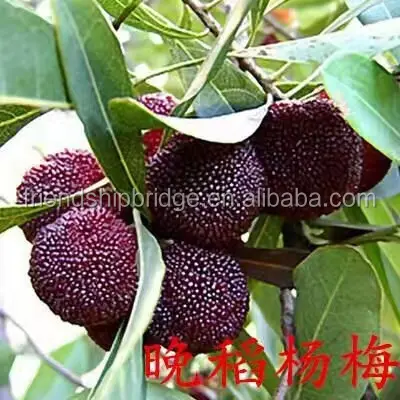 Myrica rubra (Lour.) S. et Zucc fruit seedling