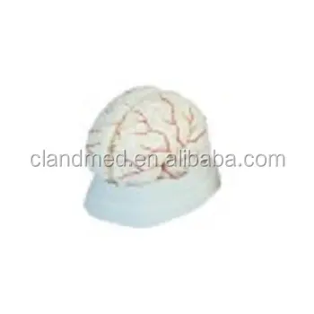 Anatomy Model Medical Anatomy Brain Model 9-part With Arteries With Cerebral Artery