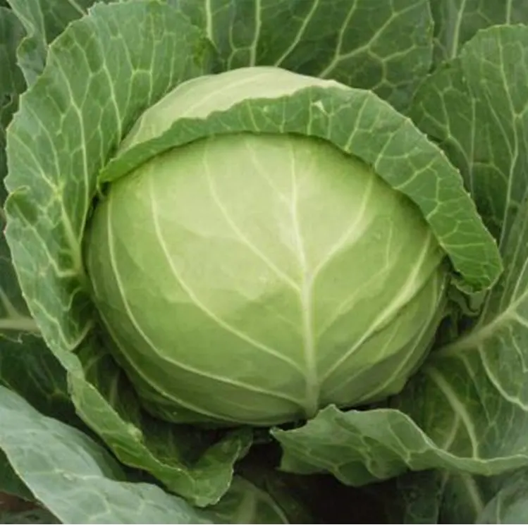 Early maturity hybrid green cabbage for Cold resistance planting