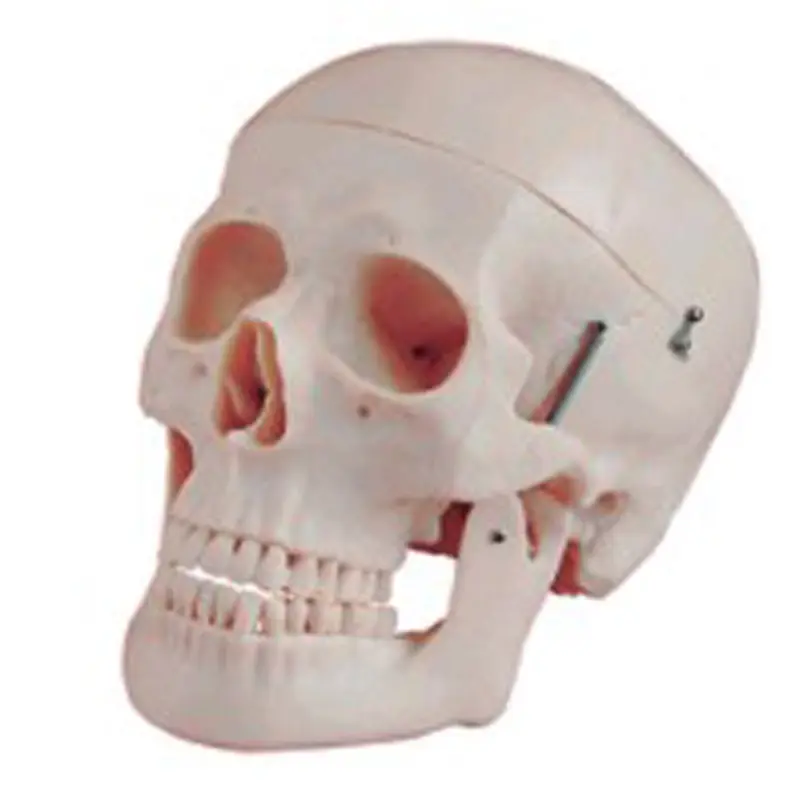 Hot Sale Natural Size Skull Model