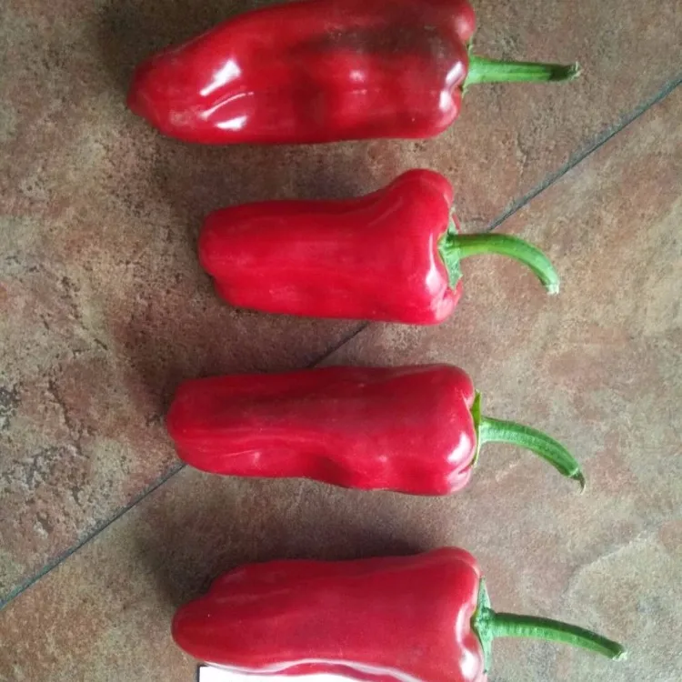 High yield BARTON F1 hybrid conicalness pepper seeds for sale