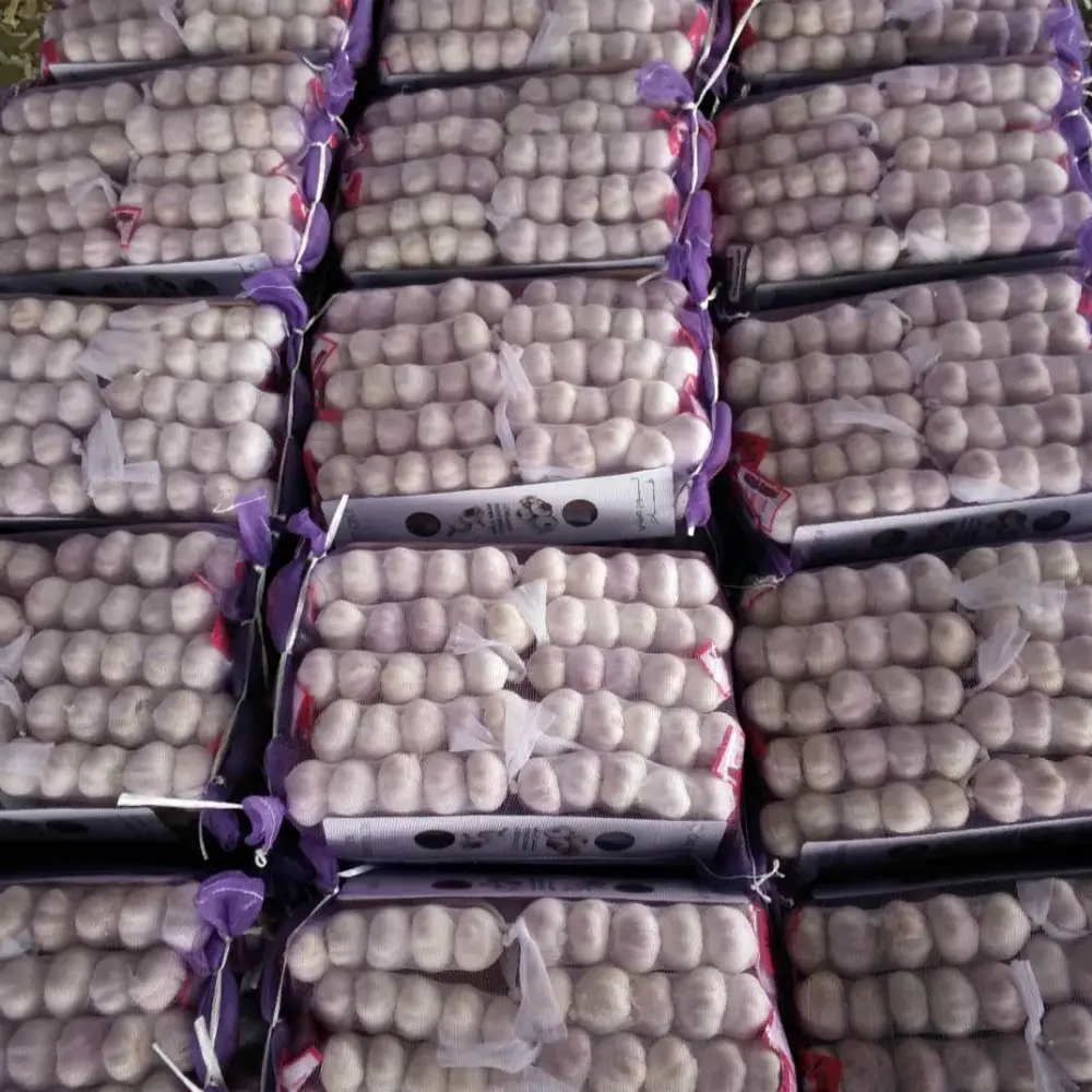 Garlic Wholesale New Crop Fresh Normal White Garlic Price