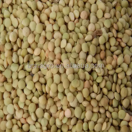 fresh green lentils