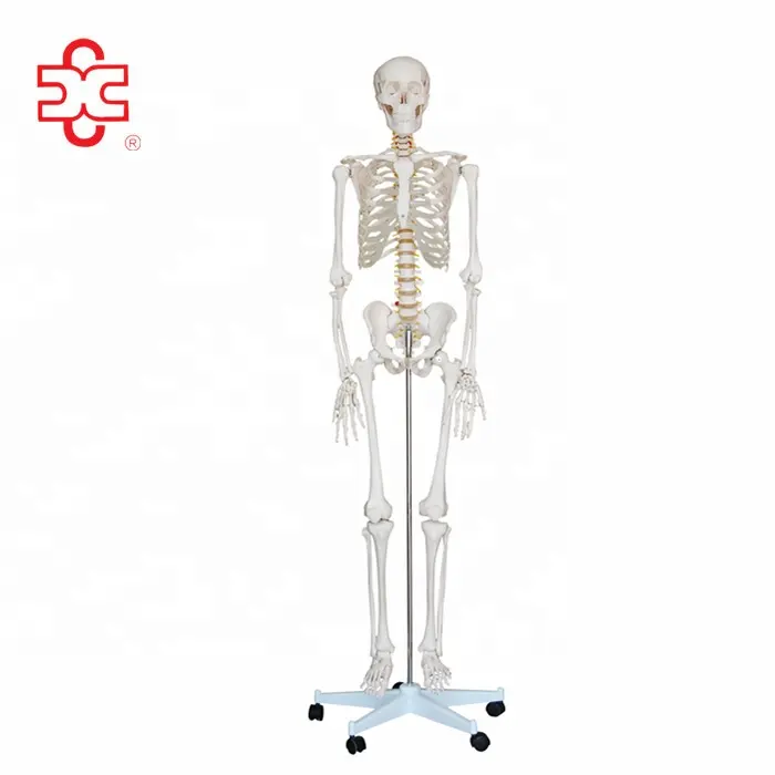 Life-size 180 cm Cheap Plastic Skeleton for Sale from Shanghai