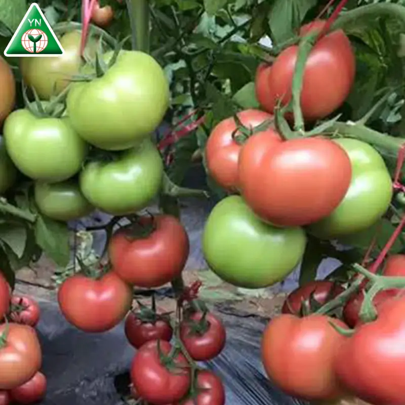 Hybrid Red Beauty Indeterminate Round Tomato Seed