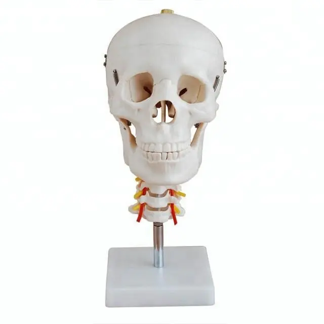 Medical science Skull Model with Cervical Spine Medical Anatomical Skull Model