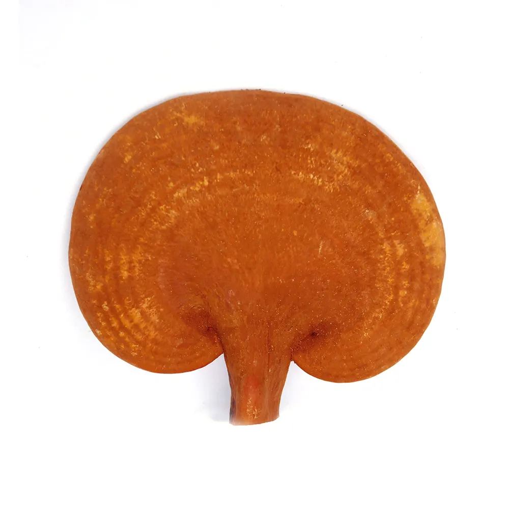 100% pure juncao planting technology organic reishi gano mushroom cultivation fruit body